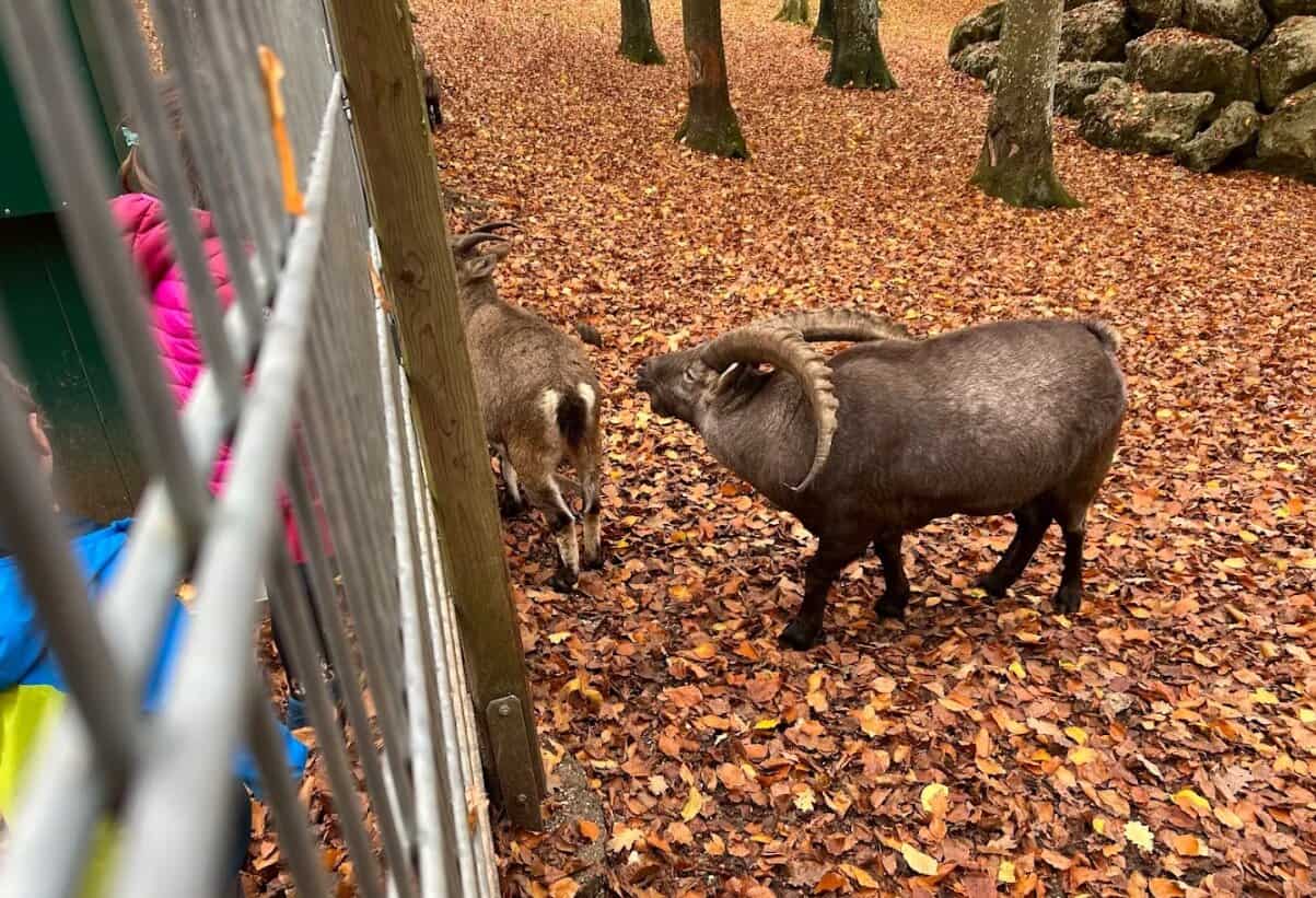 Schafe im Gehege vor Zaun mit Herbstlaub am Boden