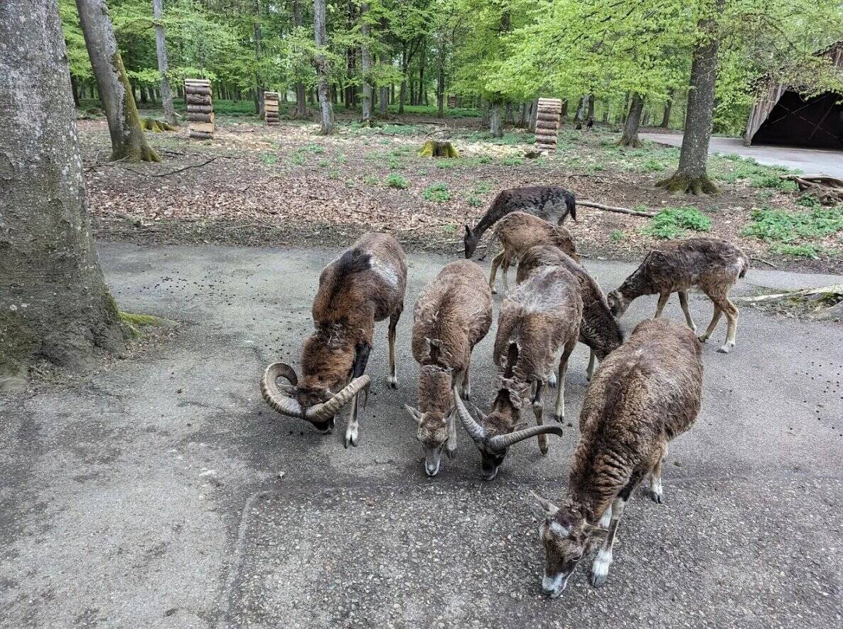 Mufflonherde mit charakteristischen Hörnern auf Parkweg