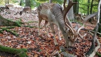 Damhirschgruppe beim Grasen zwischen Herbstlaub und Bäumen