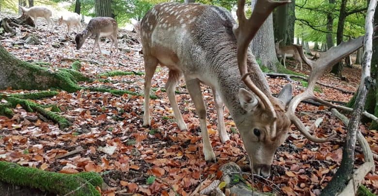Damhirschgruppe beim Grasen zwischen Herbstlaub und Bäumen