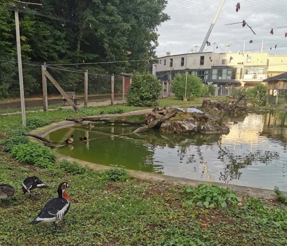 Teichanlage mit schwimmenden Enten und Wohngebäuden im Hintergrund