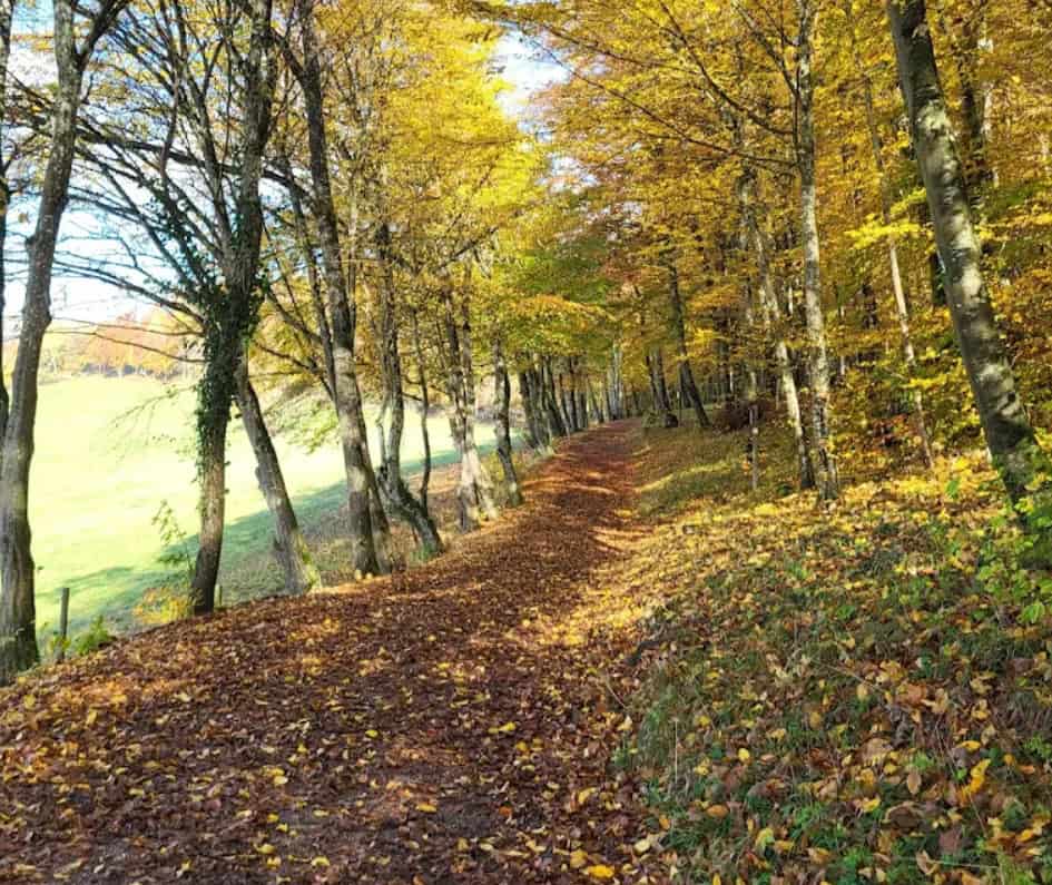 Herbstlicher Waldweg mit buntem Laub und Sonnenlicht