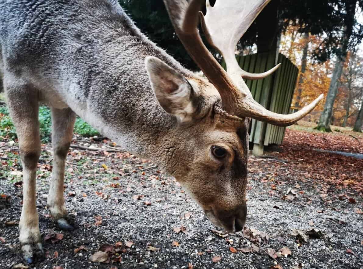 Hirsch mit Geweih in Nahaufnahme im Wildpark Eichert