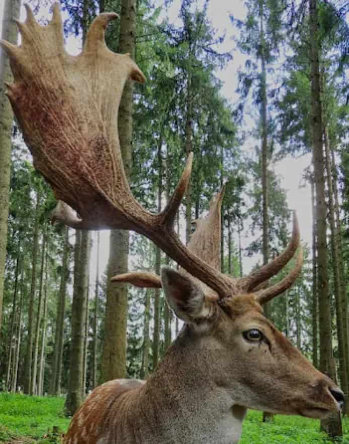 Wildpark Josefslust Sigmaringen Damhirsch zwischen Bäumen im Herbstwald