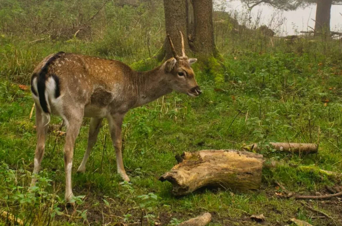 Wildpark Josefslust Sigmaringen Damwild Fütterung natürlicher Lebensraum