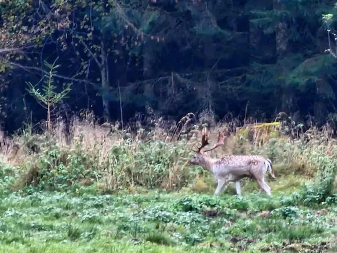 Wildpark Josefslust Sigmaringen Damwild Frost Winter morgens