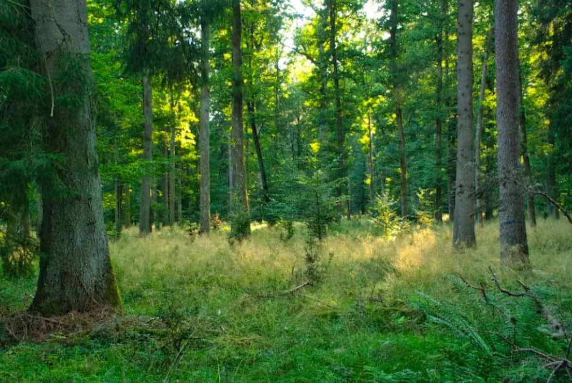 Wildpark Josefslust Sigmaringen Waldlichtung Sonnenstrahlen durch Bäume