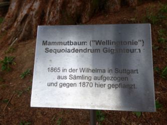 Infotafel zum Mammutbaum Infotafel zum Mammutbaum
