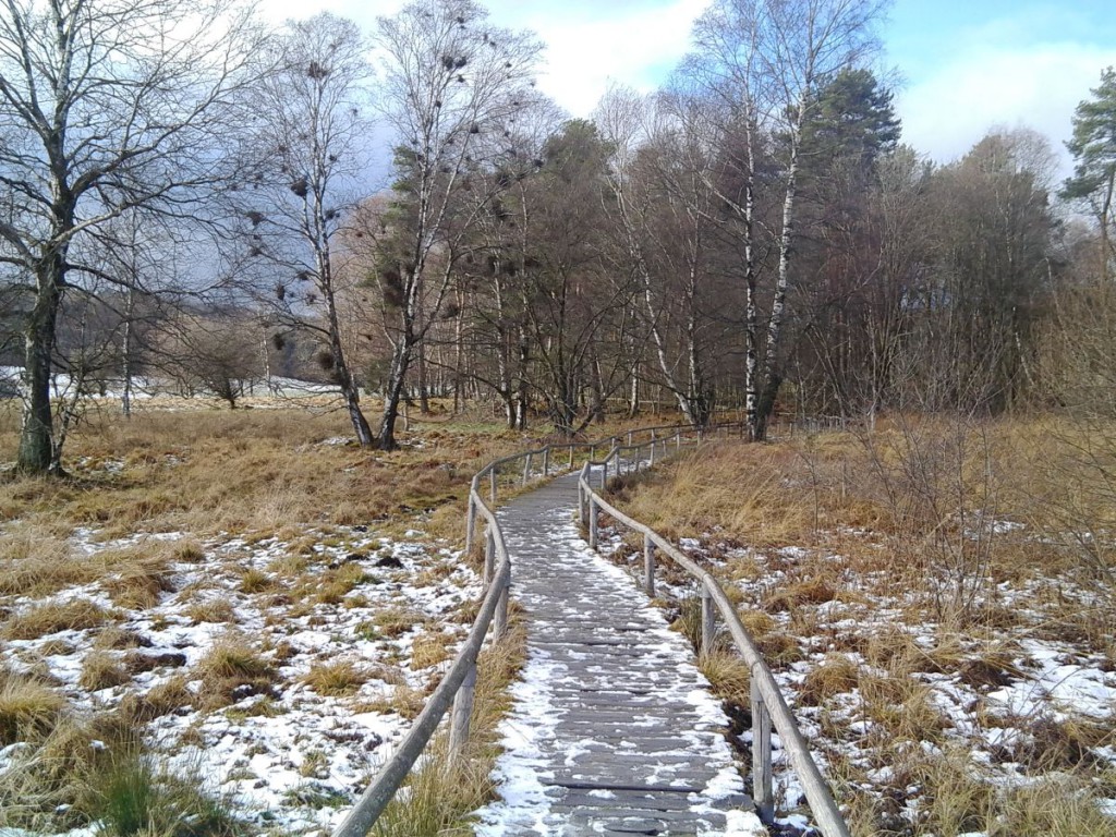 Holzdielenweg durch das Schopflocher Moor